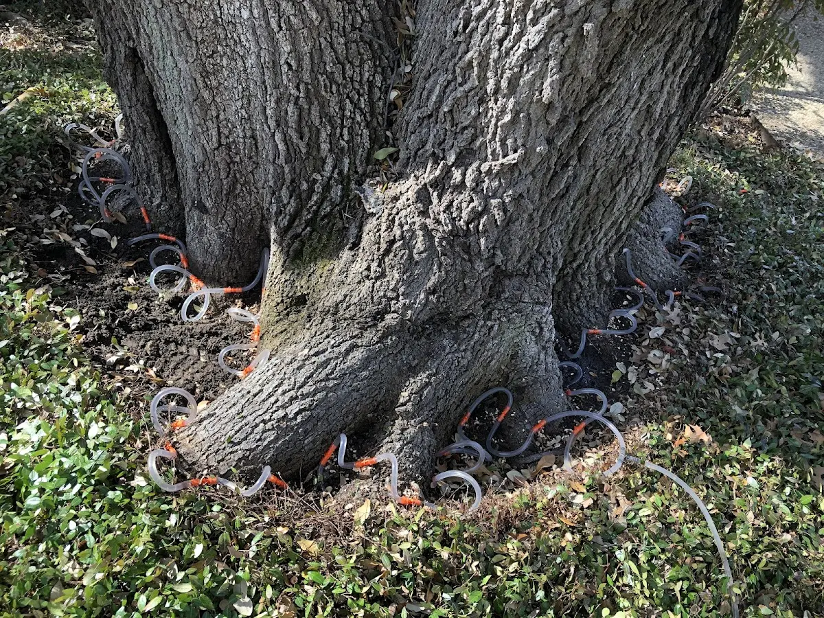 Detailed Tree Cabling and Bracing job site in Kellnersville