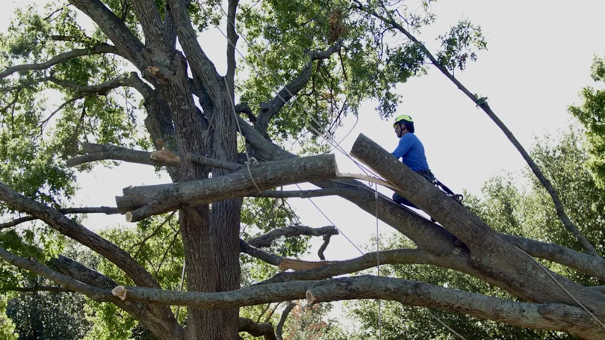 Professional Hazardous Tree Removal performed by certified arborists in Kellnersville