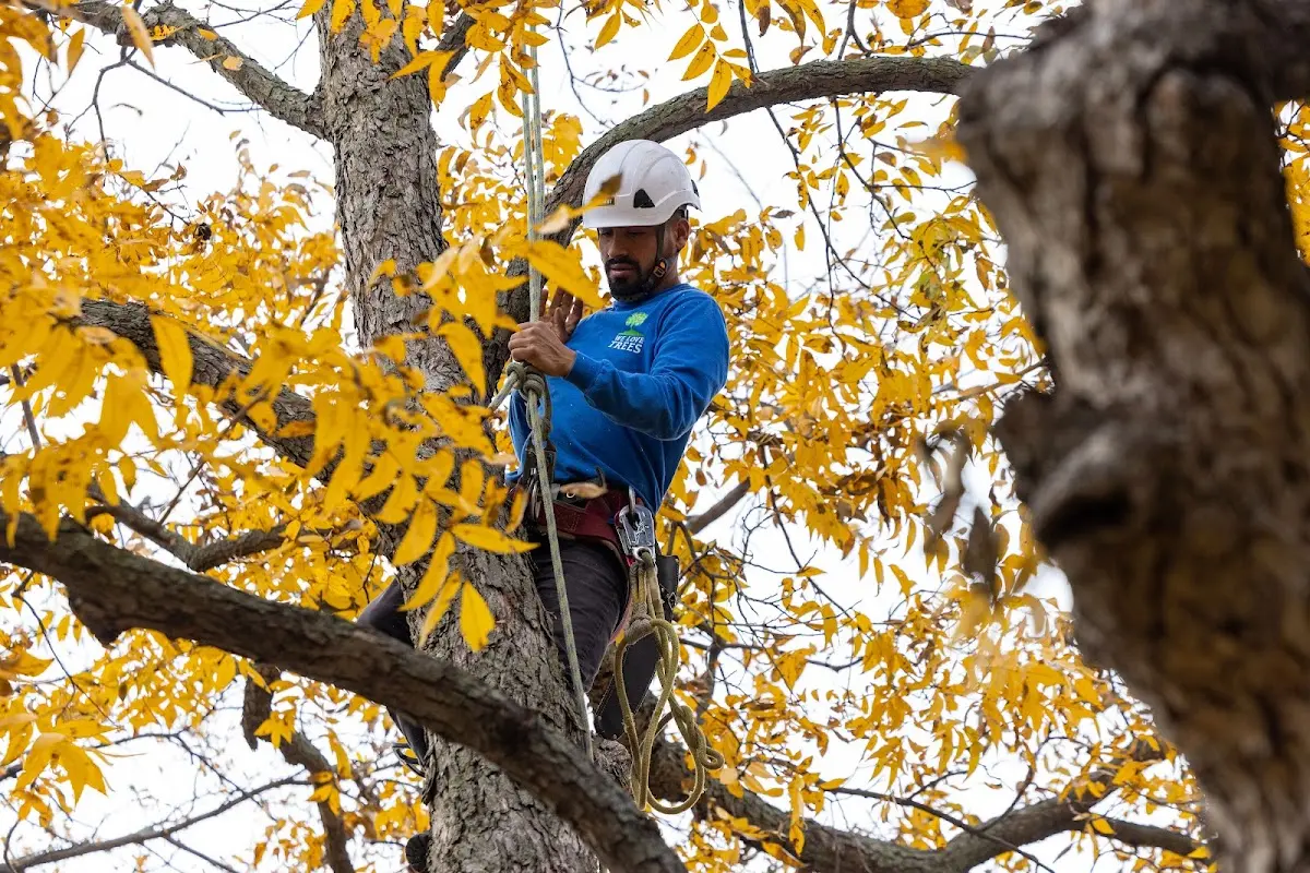 Skilled Tree Planting crew working in Kellnersville